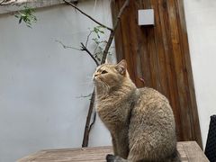 -喵屿·大理花园猫咖