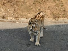 -大连森林动物园