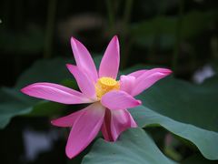 -洛阳市隋唐城遗址植物园