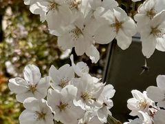 -高东镇樱花园