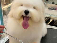 -momokira米努特·德文卷毛猫·棉花面纱犬