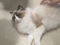 -藏猫猫咖啡主题馆(中央大道店)