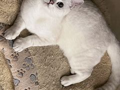 -喵zoo家庭繁育猫舍(尖东智能花园店)