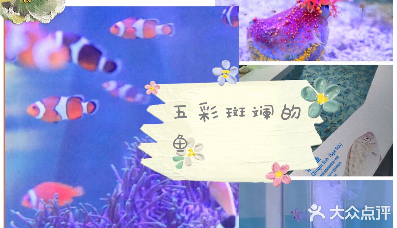彩色🐸青蛙第一次见哦