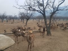 -西安秦岭野生动物园