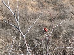 -蟠龙山长城景区