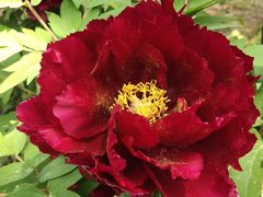 -国家植物园南园