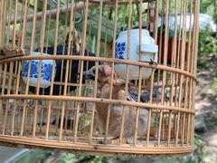 -栾川竹海野生动物园