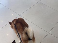 -美联众合动物医院·24h京西诊疗中心