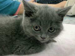 -安安宠物医院(情缘分院)