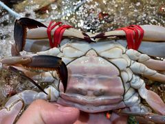 -东辰望海鱼码头·海鲜餐厅