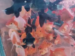 -苏州艺都古玩花鸟市场