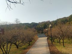 -苏州上方山国家森林公园