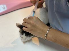 -御宝贝·A梦猫科宠物医院(国际猫友好医院)