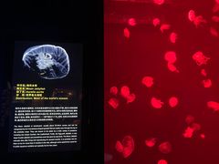 -上海海洋水族馆