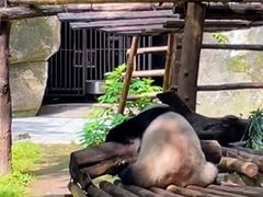 -贵州森林野生动物园