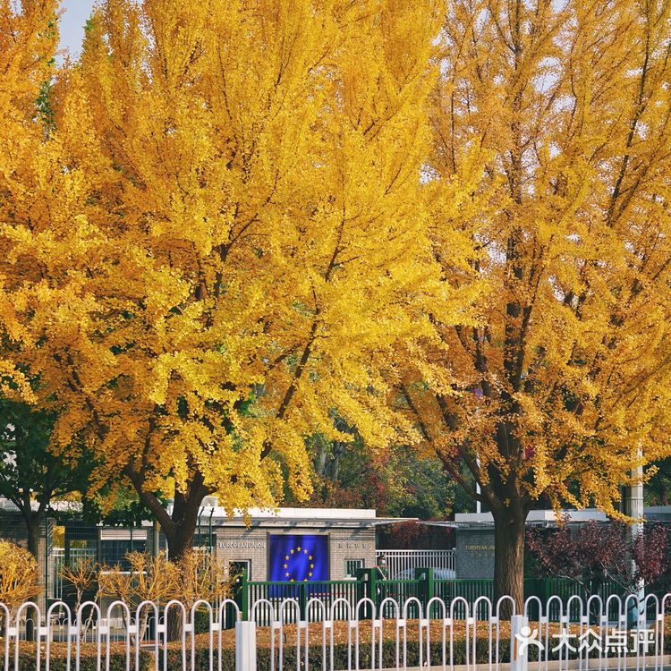 北平之秋｜银杏季｜东直门外大街