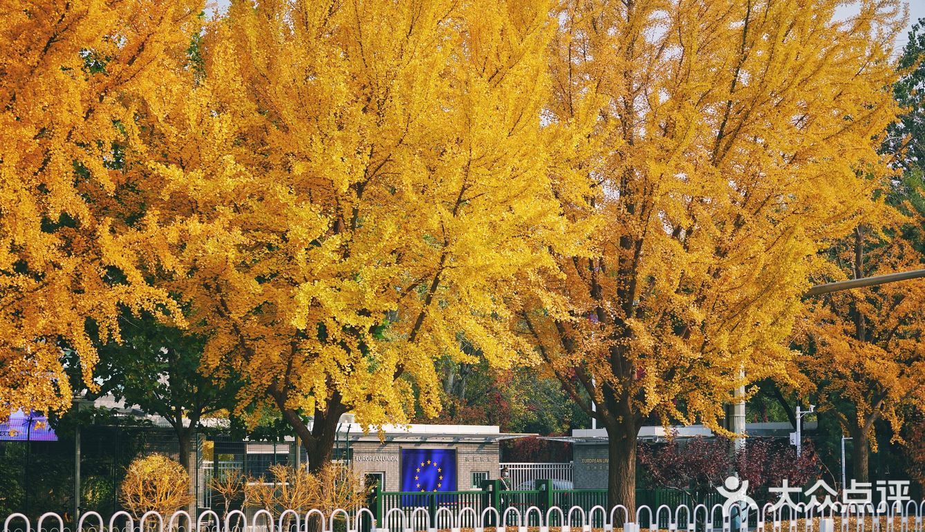 北平之秋｜银杏季｜东直门外大街