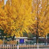 北平之秋｜银杏季｜东直门外大街