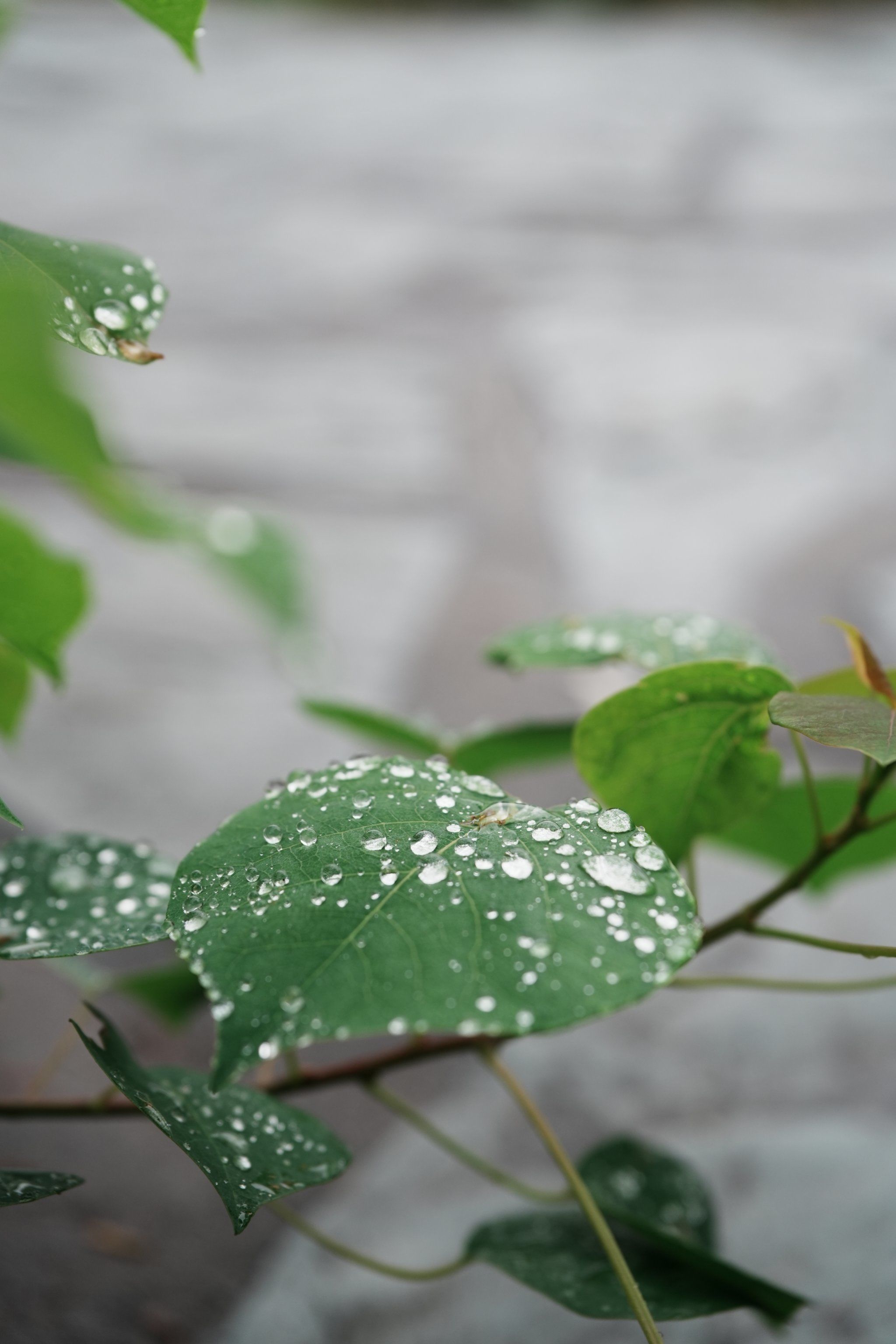 下雨天走进长风公园是一种什么样的体验