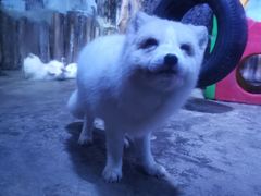 -芜湖新华联大白鲸海洋公园