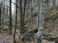 -五营红松林海景区