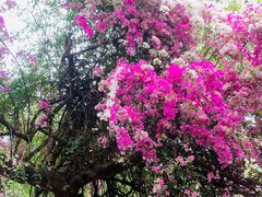 -深圳国际园林花卉博览园