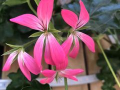 -木王宴语·野生鲜菌火锅(玉河店)
