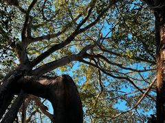 -瑞丽独树成林风景区