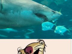 -瑞普利水族馆