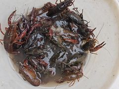 -同銮特种养殖场·龙虾垂钓