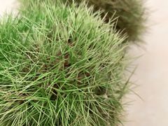 -青岛市本溪路农贸市场