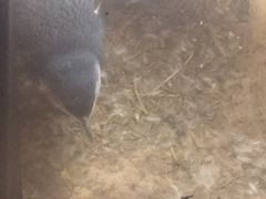 -企鹅岛