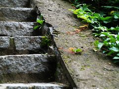 -白水寺森林公园
