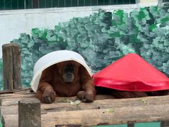 -西霞口神雕山野生动物世界