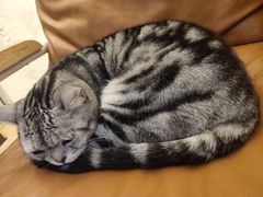 -猫友咖啡店(玉林西路店)