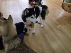 -Husky Go! 哈士奇体验馆·宠物咖啡厅狗咖