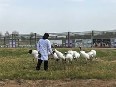 -盐城丹顶鹤湿地生态旅游区