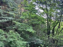 -王顺山国家森林公园