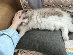 -楼上猫咖(罗湖店)