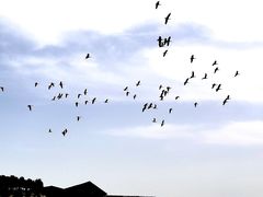 -南大港湿地风景区