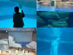 -海合安武汉极地海洋公园