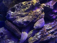 -暹罗海洋世界