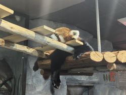 -Zoolung Zoolung动物主题公园(海信广场店)