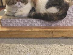-猫小院猫主题咖啡厅(北锣店)