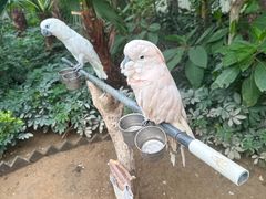 -南宫五洲植物乐园