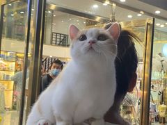 -钦宠·猫咪售卖·洗护·寄养(东圃旗舰店)