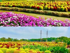 -花开海上生态园