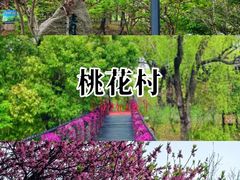 -南汇桃花村