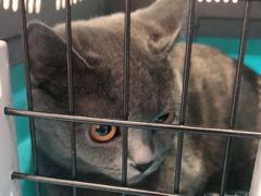 -纳吉亚猫专科动物医院·北北分院